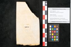 Foto (Objekt + Etikett) von Glyptostrobus europaeus Brongniarti (NHMW-GEO-2024-0188-8078)